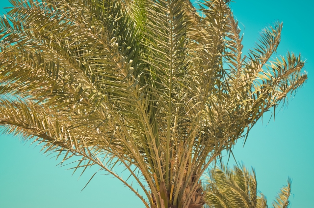 palmtree-topping